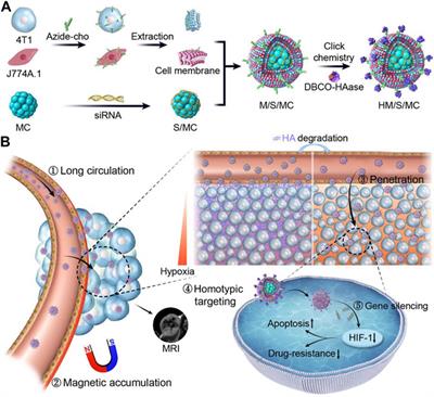 Nanodelivery Systems Delivering Hypoxia-Inducible Factor-1 Alpha Short Interfering RNA and Antisense Oligonucleotide for Cancer Treatment